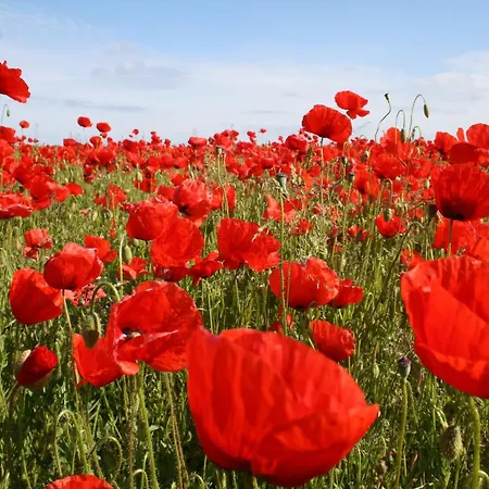 In Gluecksburg Near Seabeach Apartment